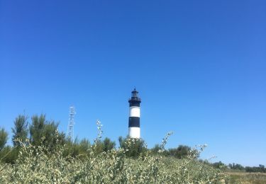 Excursión Senderismo Saint-Denis-d'Oléron - Les Huttes  - Photo