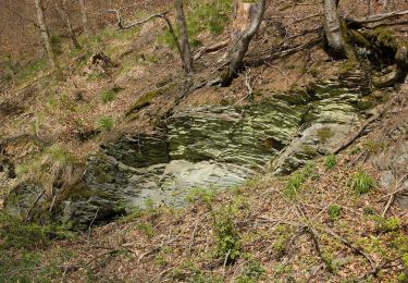 Randonnée A pied Geroldsgrüner Forst - Pechkratzerweg DÖ 92 - Photo