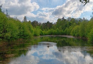Trail Walking Spa - aérodrome. bois des vieilles fagnes . malchamps . retour le long de la fagne  - Photo