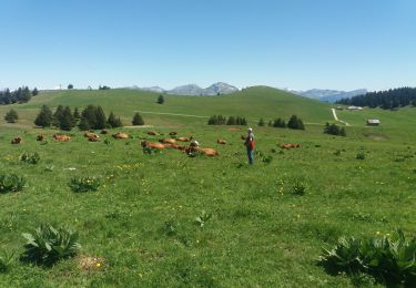 Randonnée Marche Viuz-la-Chiésaz - SEMNOZ: BALADE EN ALPAGE - Photo