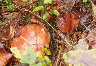 Tour Wandern Arfons - champignon - Photo