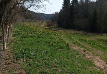 Excursión Senderismo Büllingen - murringen jonquilles - Photo