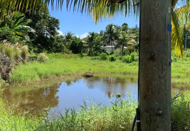 Tocht Stappen Sainte-Anne - Liard saint Robert  - Photo