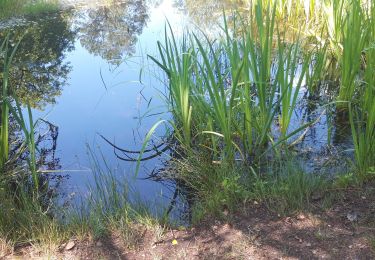 Tour Wandern Fontainebleau - Rando mares aux fees Gilles18 km - Photo