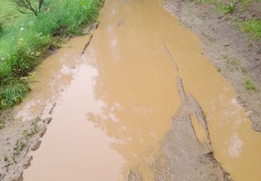 Percorso Marcia Paliseul - Marche ADEPS à Fays les Veneurs. 10 km très beau parcours 60% boisé. - Photo