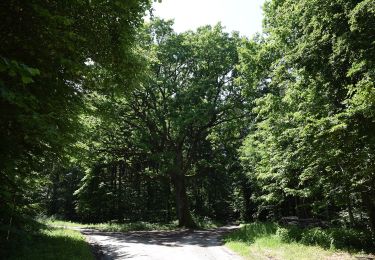 Excursión A pie Gerersdorf-Sulz - Wald- & Naturwanderweg - Photo