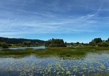 Randonnée Marche Labergement-Sainte-Marie - La réserve naturelle du lac de Remoray : le plan d’eau de la Seigne à Labergement-Sainte-Marie - Photo