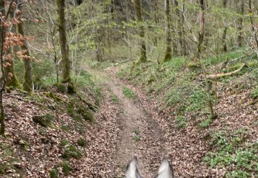 Trail Horseback riding Bastogne - Livarchamps - Surré - Photo