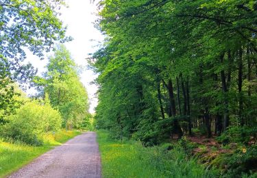Trail Walking Spa - Bérinzenne entre fagne et forêt  - Photo