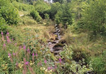 Tour Wandern Plainfaing - Cascade du Rudlin - Photo