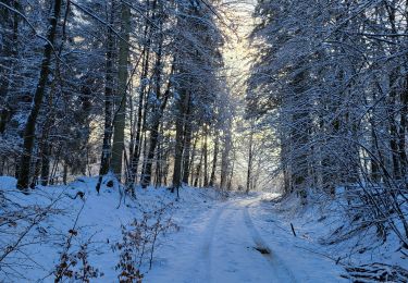 Randonnée Marche Tenneville - Laneuville aux bois 180124 - Photo