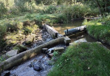 Excursión A pie Altenthann - O 14 Adlmannstein - Unterlichtenwald (Grünes Rechteck) - Photo