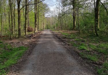 Randonnée Marche Mons - ballade bois du Rapois - Photo