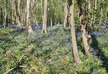 Trail Walking Les Authieux-sur-le-Port-Saint-Ouen - Les Authieux  - Photo