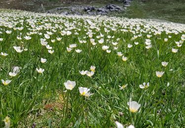 Tocht Stappen Saint-Agnan-en-Vercors - prille - Photo