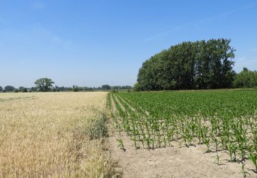 Tour Zu Fuß Lebbeke - Rondom Belle - Photo