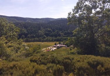 Excursión Carrera Le Lac-d'Issarlès - lac d'issarles et plus - Photo