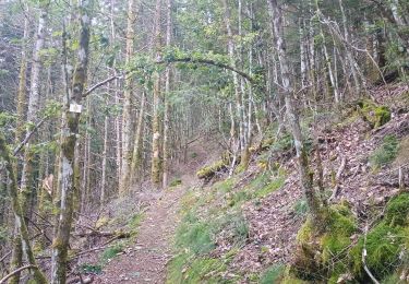 Trail Walking Wegscheid - Sattelboden Stahlberg - Photo