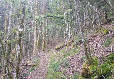 Excursión Senderismo Wegscheid - Sattelboden Stahlberg - Photo