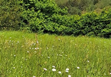 Tocht Stappen Guichen - guichen - Photo