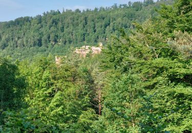 Tocht Stappen Lembach - Lembach Les 4 Châteaux - Photo