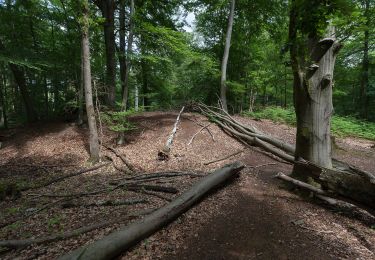 Randonnée A pied Hünxe - Gartrop Rundweg A6 - Photo