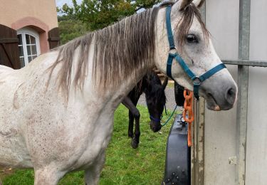 Trail Horseback riding Moyenmoutier - Chez Manu 1ere sortie des jeunes  - Photo