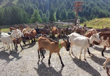 Tocht Stappen Cervières - Arsem Les fonts de Cervieres - Photo