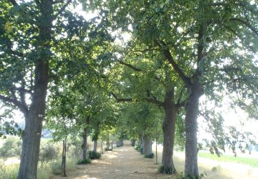 Trail Walking Wellin - RB-Lu-25_Wellin_via-racc-1-et-var - Photo