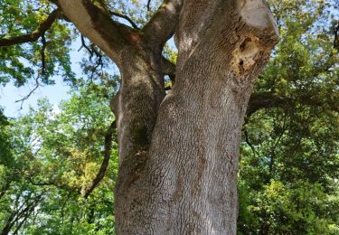 Tour Wandern Magnac-sur-Touvre - La balade d'Antornac - Photo