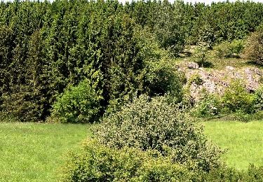 Trail On foot  - Rø Plantage Bornholm - Photo