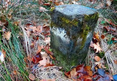 Tour Zu Fuß Trossin - Naturlehrpfad Dahlenberg - Photo