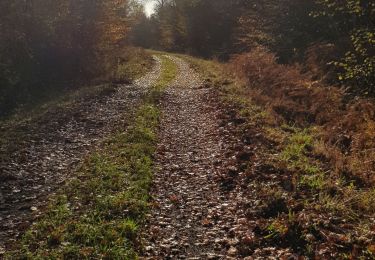 Excursión Bici de montaña Saint-Clément - sortie vtt 15112020 km st clément  - Photo