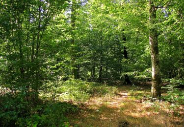 Randonnée Marche Dampleux - en forêt de Retz_80_sur la Route Tortue et la Route Droite - Photo