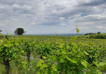 Tocht Stappen Riquewihr - De Riquewihr à Hunawihr  - Photo