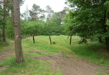 Trail On foot Hamont-Achel - De Warmbeekvallei Blauwe ruit - Photo