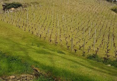 Trail Walking Val-du-Layon - saint Lambert Du Lattay  - Photo