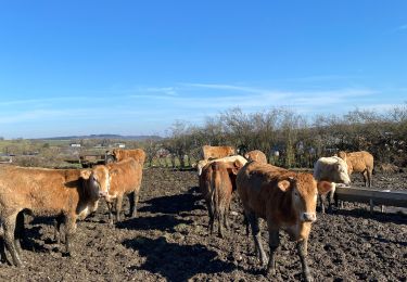 Trail Walking Rochefort - Wavreille - Photo