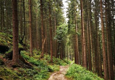 Tour Zu Fuß Hohnstein - Geopfad Goßdorf - Photo