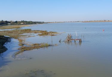 Trail Mountain bike La Faute-sur-Mer - La Faute ter - Photo