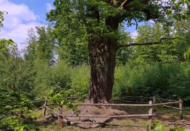 Trail On foot Menden - [A7] im Stadtwald Neheim - Photo