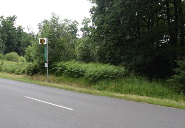 Tocht Te voet Gutsbezirk Reinhardswald - Udenhäuser Stock, Rundweg 2 - Photo