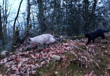 Tocht Stappen Livron - Livron et chats20220121 - Photo