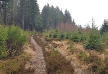 Trail Walking Saint Vith - Rodt - Chiens de traineau - Photo