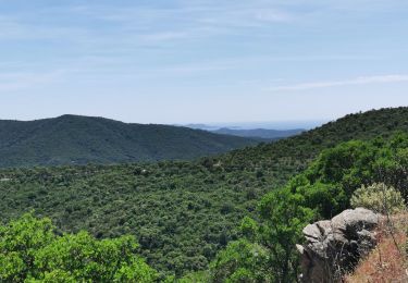 Excursión Senderismo Bormes-les-Mimosas - Vallons de la Gourre et des Caunes  - Photo