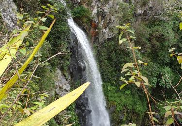 Excursión Senderismo Le Tampon - Cascade Voile de la Mariée- Grand Bassin - Photo