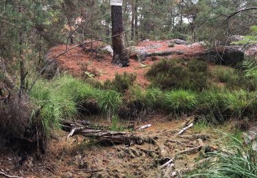 Trail Walking Fontainebleau - Apremont  - Photo