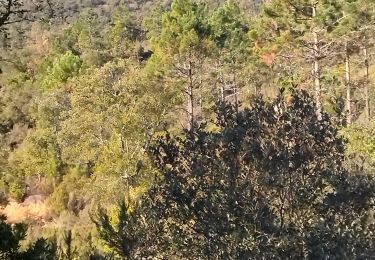 Tocht Stappen La Londe-les-Maures - La Londe Les Maures le Crotelle 20 janvier 2022 - Photo