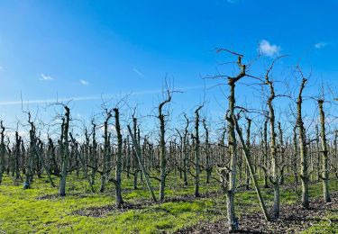 Tocht Stappen Sint-Truiden - La vallée fruitière à Saint-Trond - Photo