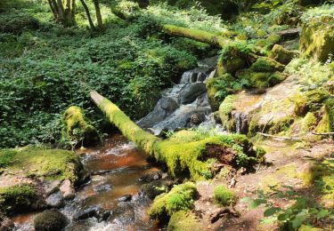 Tour Wandern Saint-Martin-du-Puy - boucle lac pendant rafting - Photo